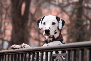 Neodigital Hundehaftpflicht Test