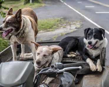 Allianz Hundehaftpflicht Test – Erfahrungen und Kündigen Stand 2024
